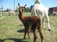 Novella with her newborn cria summer 2011