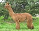 Koenigsegg of PVA, sire of Novella's first cria