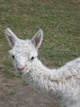 Novella's second cria, a male by Corneliani