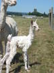 Ophelia with her first cria, Oralia