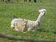 Ophelia and her second cria, a fawn male