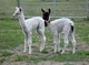 Guess which one is Panda's cria?