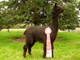 Balboa's Tea Rose, born 2011.