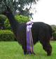 Half brother Lockstar of PVA, 2008 AWE Color Champion