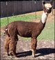 2009 cria (produces color!)