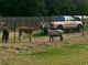 Ashlynn kissing the new sheep!