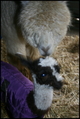 With first cria Tally