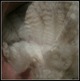 Fleece on 11-11-2012