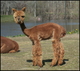 One of his lovely cria!