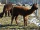 2008 Cria- Silverod's Senora