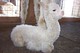 2011 cria- Can you say BRIGHTNESS??!!!