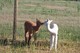 Sammy as cria on left.