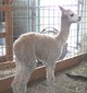 2011 cria Asa