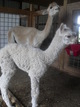 2013 cria Tanner