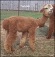 '09 cria- Tanner