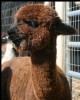 2009 cria Lovie