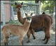 2013 female cria Tiffany by Ryder