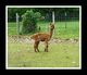 Cria- Alagaesia's Andrea Gail