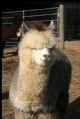 Rocket Man-'08 Silver Grey cria