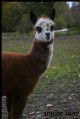 Apache-'09 Rose grey cria