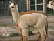 and more beautiful cria...