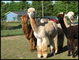 His beautiful cria...