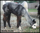 Silver Belle- '09 cria