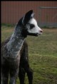 '08 silver grey cria