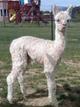 Beautiful Cria