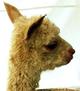 Fawn Cria