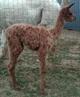 1st Cria