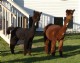 2007 cria-Lovely TB female!