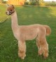 2008 cria-lovely male!