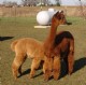 2006 cria-very nice MB girl!