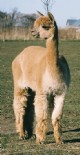 2005 cria-nice large MF female!  