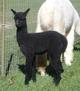 1st cria-gorgeous!   