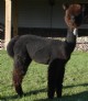 Dark Secret as a yearling