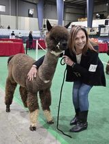 alpaca for sale