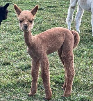 Buy and sell Alpacas Openherd