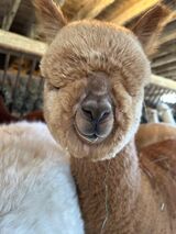 alpaca for sale