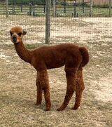 alpaca for sale