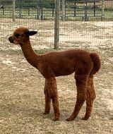 alpaca for sale