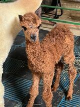 alpaca for sale