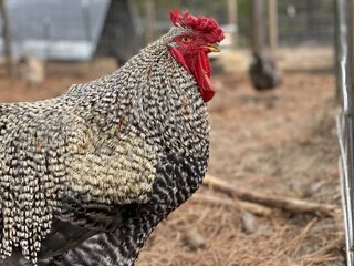 CC, the king of chickens on our farm.