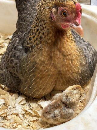 First time mama and doing great with her little Bantam chick.