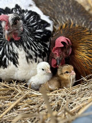 These two hens are co-parenting a pair of fluffy chicks.