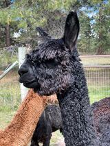 alpaca for sale