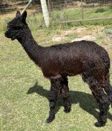 alpaca for sale