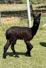 alpaca for sale