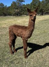 alpaca for sale